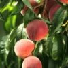 El Dorado Peach - Miniature -Rain Tree Nursery shutterstock 333793856