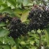 Nova Elderberry -Rain Tree Nursery shutterstock 345309935