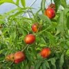 Hardired Nectarine -Rain Tree Nursery shutterstock 367953983 1