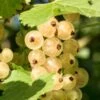 Primus White Currant -Rain Tree Nursery shutterstock 400449280