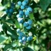 Alpha Sunshine Blue Blueberry -Rain Tree Nursery shutterstock 447173914 1