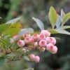 Alpha Pink Popcorn® Blueberry -Rain Tree Nursery shutterstock 449143405