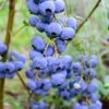 Bluegold Blueberry -Rain Tree Nursery shutterstock 460547209