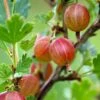 Jahn's Prairie Gooseberry -Rain Tree Nursery shutterstock 466143932