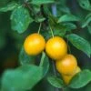 Mirabelle De Nancy European Plum -Rain Tree Nursery shutterstock 475989046 1