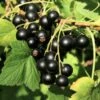 Wellington XXX Black Currant 1 Wellington XXX Black Currant -Rain Tree Nursery shutterstock 49241371