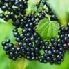 Adams Elderberry -Rain Tree Nursery shutterstock 524234776