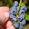 Alpha Northblue Blueberry -Rain Tree Nursery shutterstock 53094361