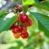 Kansas Sweet Cherry -Rain Tree Nursery shutterstock 54968818 1