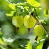 Whitesmith Gooseberry -Rain Tree Nursery shutterstock 554664052