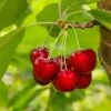 Glacier Cherry 1 Glacier Cherry -Rain Tree Nursery shutterstock 559155565