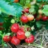 Capron Musk Strawberry -Rain Tree Nursery shutterstock 56673937