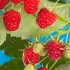 Cascade Delight Raspberry -Rain Tree Nursery shutterstock 56724127