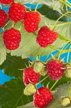 Cascade Delight Raspberry Bundle (5 Plants)