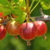 Captivator Gooseberry -Rain Tree Nursery shutterstock 58130287