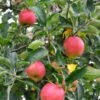 Foxwhelp Cider Apple 1 Foxwhelp Cider Apple -Rain Tree Nursery shutterstock 585414392 1