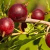 Hinnomaki Red Gooseberry -Rain Tree Nursery shutterstock 619589141 1