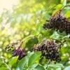 Haschberg Elderberry 1 Haschberg Elderberry -Rain Tree Nursery shutterstock 650694826
