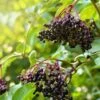 Sampo Elderberry -Rain Tree Nursery shutterstock 650694832 1