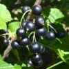 Kirovchanka Black Currant -Rain Tree Nursery shutterstock 652922467