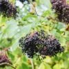 Korsor Elderberry 2 Korsor Elderberry -Rain Tree Nursery shutterstock 722683237 1