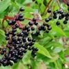 Allesoe Elderberry 2 Allesoe Elderberry -Rain Tree Nursery shutterstock 770835322
