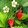 Mignonette Strawberry -Rain Tree Nursery shutterstock 79496968