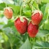 Eversweet Strawberry -Rain Tree Nursery shutterstock 79541821