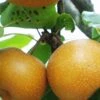 Chojuro Asian Pear -Rain Tree Nursery shutterstock image 11