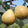 Hendre Huffcapp European Perry Pear -Rain Tree Nursery shutterstock image 17