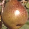 Honey Sweet European Pear -Rain Tree Nursery shutterstock image 1 1