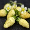 Yellow Alpine Strawberry 2 Yellow Alpine Strawberry -Rain Tree Nursery shutterstock image 1 1 1