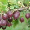 Jeanne Gooseberry -Rain Tree Nursery shutterstock image 2