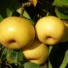 Kikisui Asian Pear -Rain Tree Nursery shutterstock image 2 1