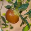 Shanxi Li Jujube -Rain Tree Nursery shutterstock image 3