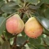 Summer Blood Birne European Pear 2 Summer Blood Birne European Pear -Rain Tree Nursery shutterstock image 5 1