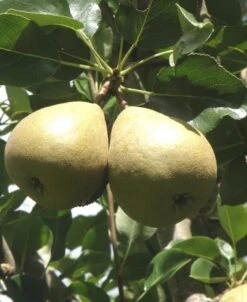 Barnett European Perry Pear