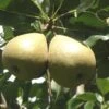 Barnett European Perry Pear 1 Barnett European Perry Pear -Rain Tree Nursery shutterstock image 7