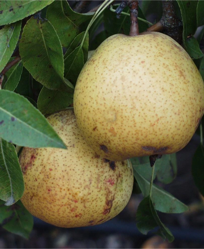 White Doyenne European Pear 3 White Doyenne European Pear