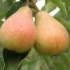 Stuttgarter Geishirtle European Pear -Rain Tree Nursery shutterstock image 9 1 1