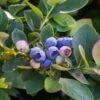 Bushel And Berry® Silver Dollar® Blueberry -Rain Tree Nursery sildol