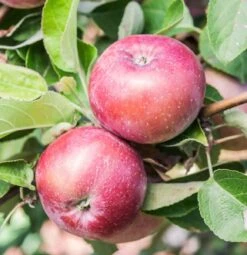 Spartan Apple -Rain Tree Nursery spartanw 1