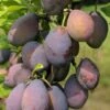 Stanley European Plum -Rain Tree Nursery stanley 1