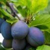 Combo European Plum Tree (5 Varieties) 1 Combo European Plum Tree (5 Varieties) -Rain Tree Nursery stanley plum 2 4f06ff11 b592 49c3 b51f abdeb058e617