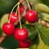 Stella Cherry -Rain Tree Nursery stella cherry
