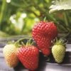 Albion Strawberry Bundle (3 Packs) 2 Albion Strawberry Bundle (3 Packs) -Rain Tree Nursery strawberries e401 albion 1 99305b6d ae90 4c64 8d2f f071d1c25fc1