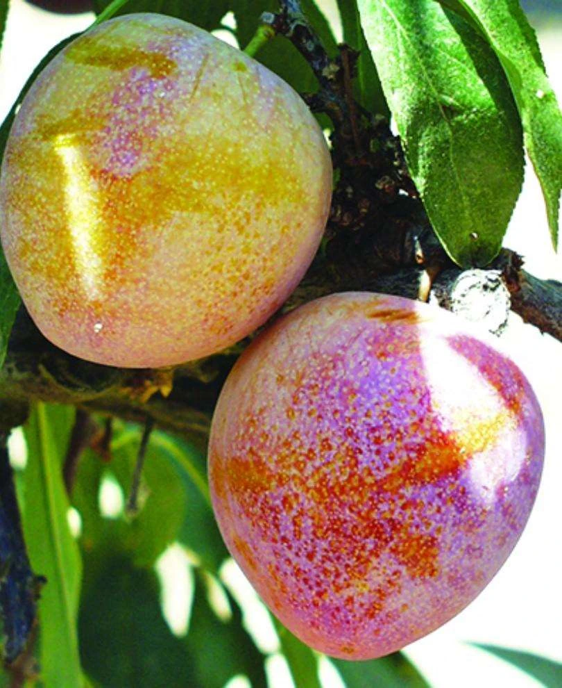 Superior Asian Hybrid Plum 3 Superior Asian Hybrid Plum