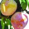 Superior Asian Hybrid Plum 1 Superior Asian Hybrid Plum -Rain Tree Nursery superior 1