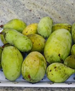 Susquehanna® Paw Paw