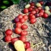 Goumi Sweet Scarlet 2 Goumi Sweet Scarlet -Rain Tree Nursery sweet scarlet goumi berry 1